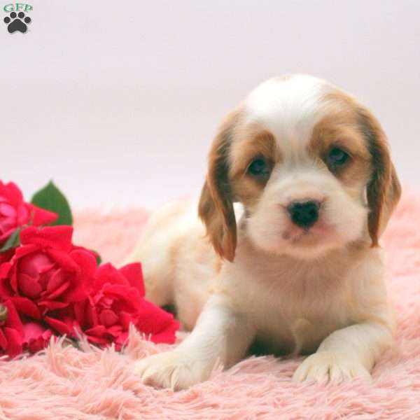 Trisha, Cocker Spaniel Puppy