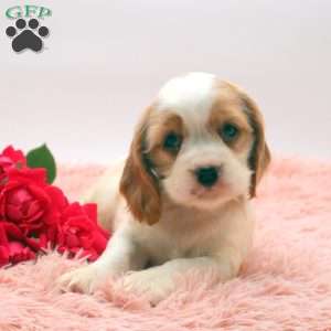 Trisha, Cocker Spaniel Puppy