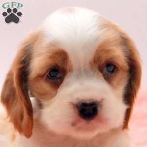 Trisha, Cocker Spaniel Puppy