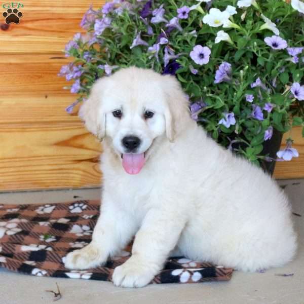 Tristan, English Cream Golden Retriever Puppy