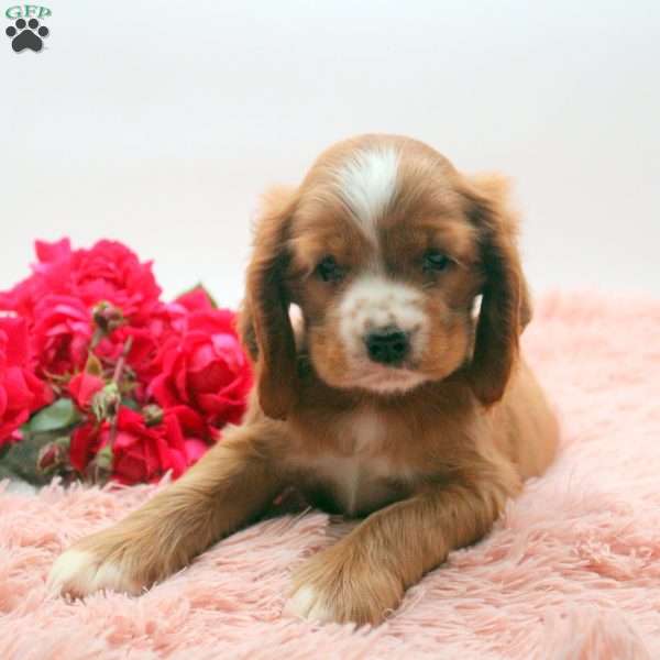 Tristan, Cocker Spaniel Puppy