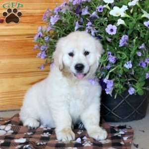Tristan, English Cream Golden Retriever Puppy