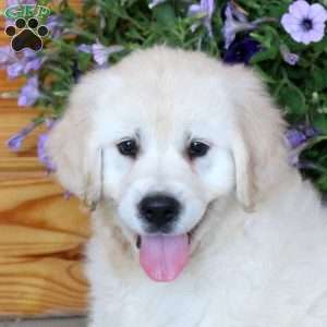 Tristan, English Cream Golden Retriever Puppy