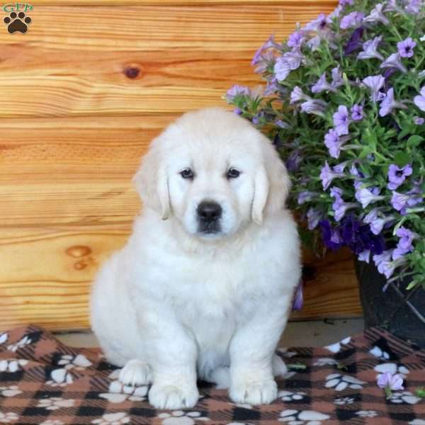 Trixie, English Cream Golden Retriever Puppy