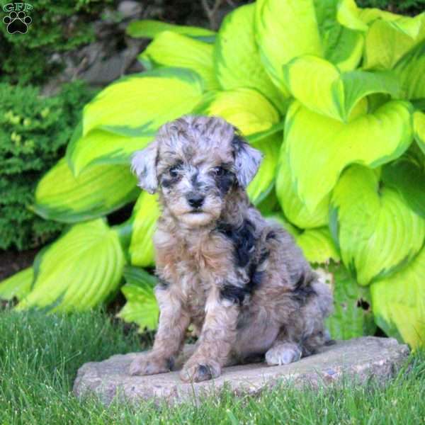 Trixie, Miniature Poodle Puppy