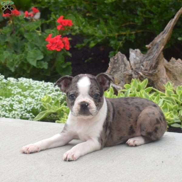 Trixie, Boston Terrier Puppy