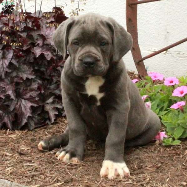 Trixie, Cane Corso Puppy