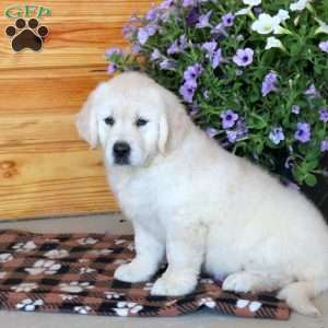 Trixie, English Cream Golden Retriever Puppy