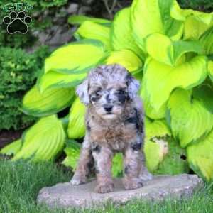 Trixie, Miniature Poodle Puppy