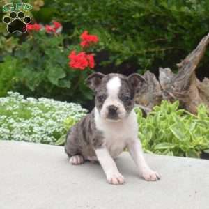 Trixie, Boston Terrier Puppy