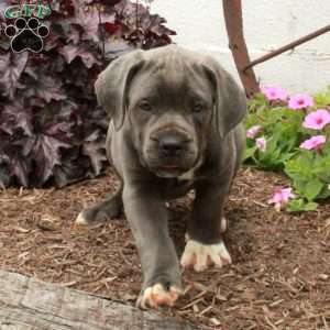 Trixie, Cane Corso Puppy