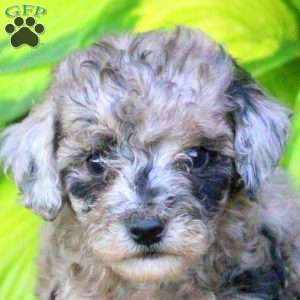 Trixie, Miniature Poodle Puppy