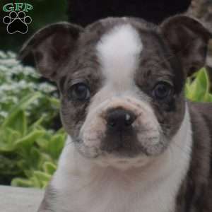 Trixie, Boston Terrier Puppy