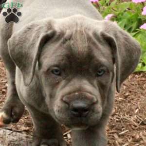 Trixie, Cane Corso Puppy