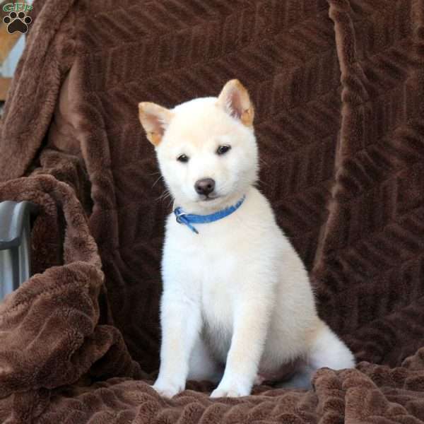 Trixy, Shiba Inu Puppy