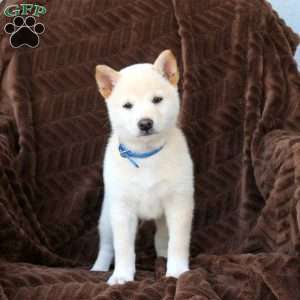 Trixy, Shiba Inu Puppy