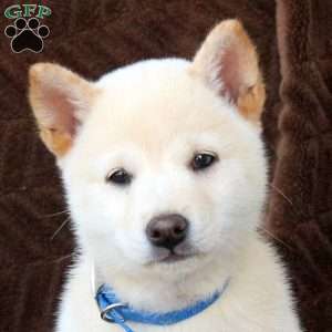 Trixy, Shiba Inu Puppy