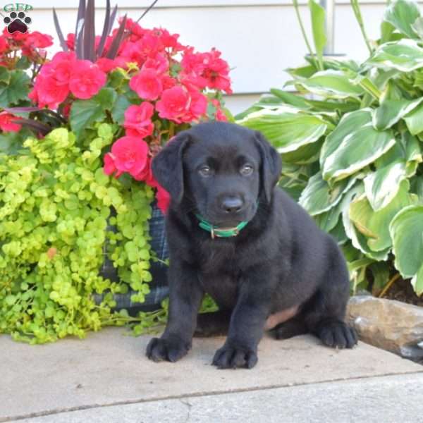 Trooper, Black Labrador Retriever Puppy