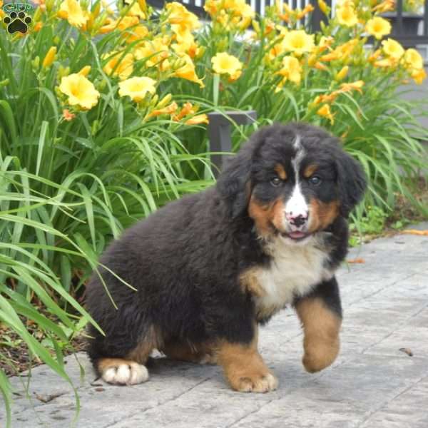 Trooper, Bernese Mountain Dog Puppy
