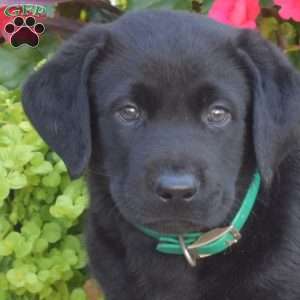 Trooper, Black Labrador Retriever Puppy