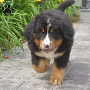 Trooper, Bernese Mountain Dog Puppy