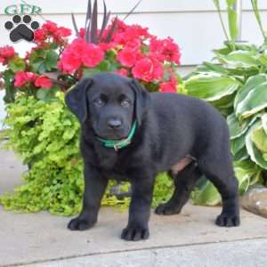 Trooper, Black Labrador Retriever Puppy