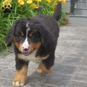 Trooper, Bernese Mountain Dog Puppy