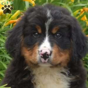 Trooper, Bernese Mountain Dog Puppy
