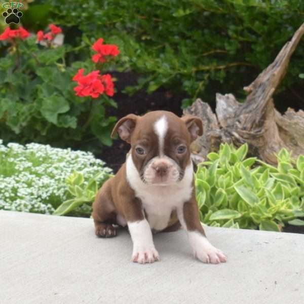 Truffles, Boston Terrier Puppy