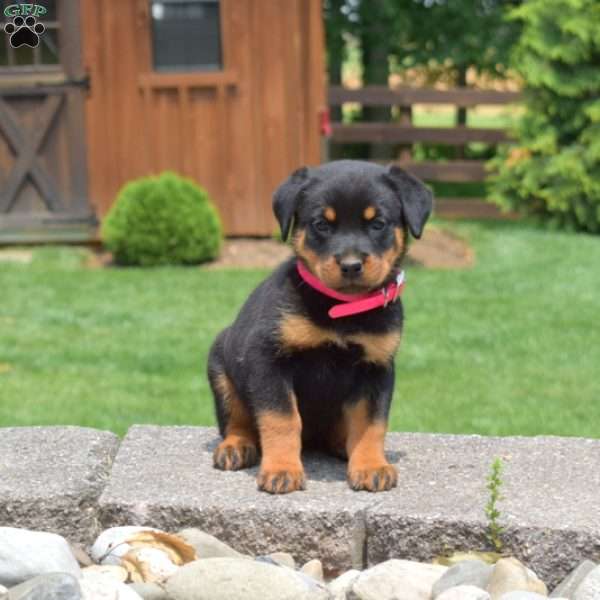 Truffles, Rottweiler Puppy