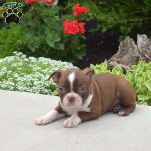Truffles, Boston Terrier Puppy