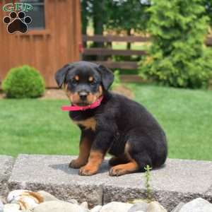 Truffles, Rottweiler Puppy