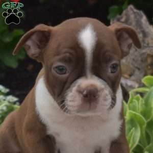 Truffles, Boston Terrier Puppy