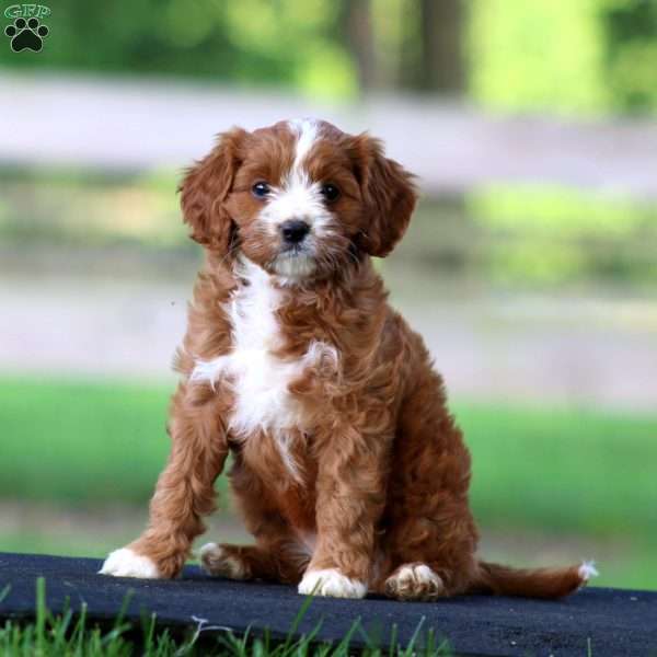 Truly, Cavapoo Puppy