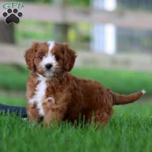 Truly, Cavapoo Puppy
