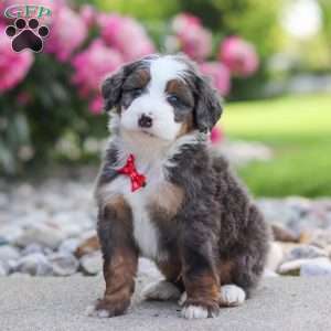 Tucker, Mini Bernedoodle Puppy