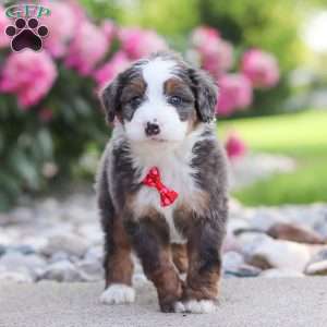 Tucker, Mini Bernedoodle Puppy