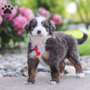 Tucker, Mini Bernedoodle Puppy