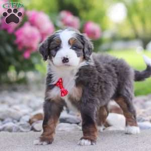 Tucker, Mini Bernedoodle Puppy
