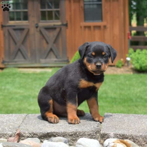 Tucker, Rottweiler Puppy