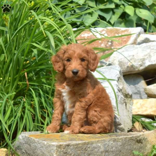 Tucker-F1bb, Mini Goldendoodle Puppy