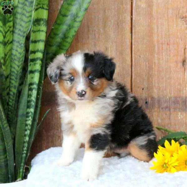 Tucker, Miniature Australian Shepherd Puppy