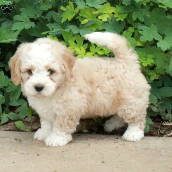Tucker, Mini Bernedoodle Puppy