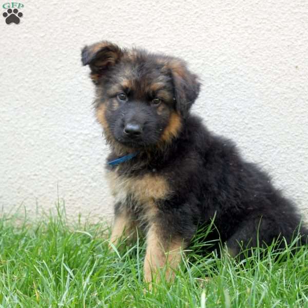 Tucker, German Shepherd Puppy
