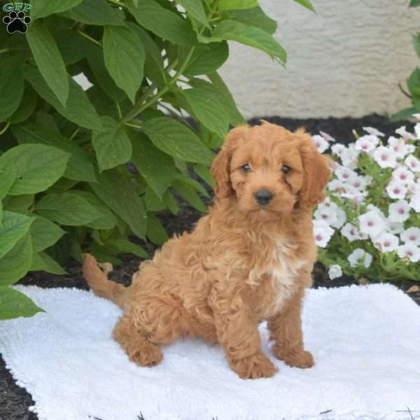 Tucker, Cavapoo Puppy