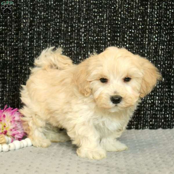 Tucker, Maltipoo Puppy