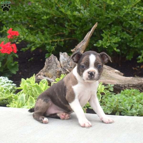 Tucker, Boston Terrier Puppy