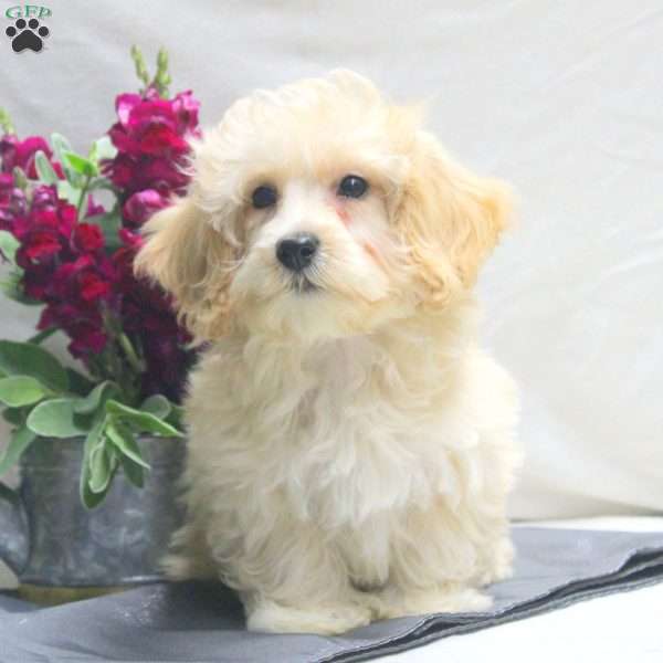 Tucker, Maltipoo Puppy