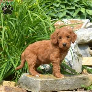Tucker-F1bb, Mini Goldendoodle Puppy