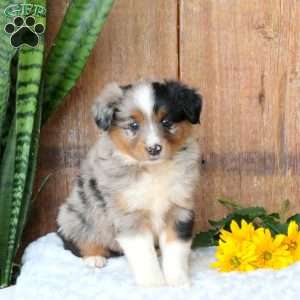 Tucker, Miniature Australian Shepherd Puppy